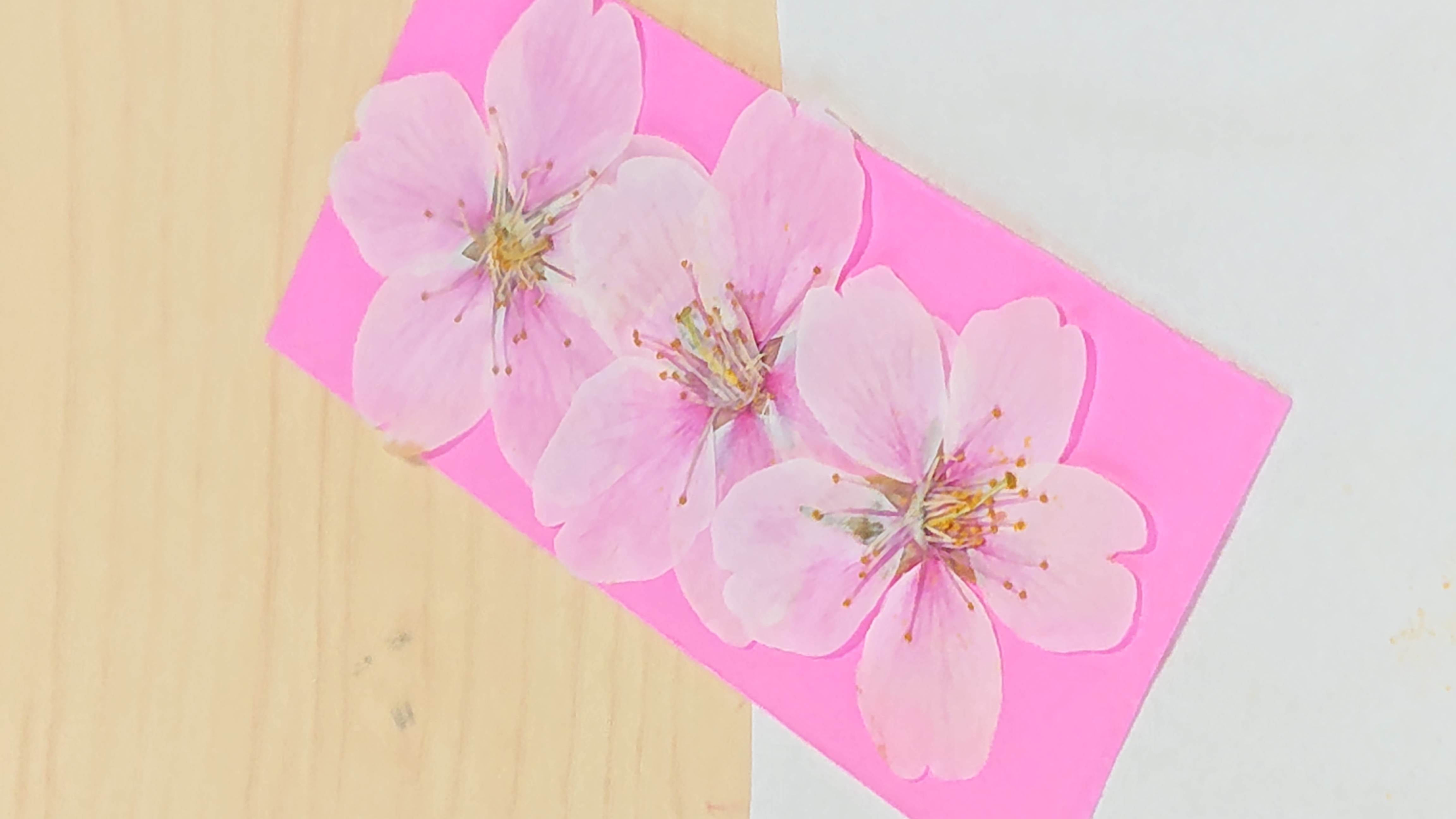 桜の花☆御守り