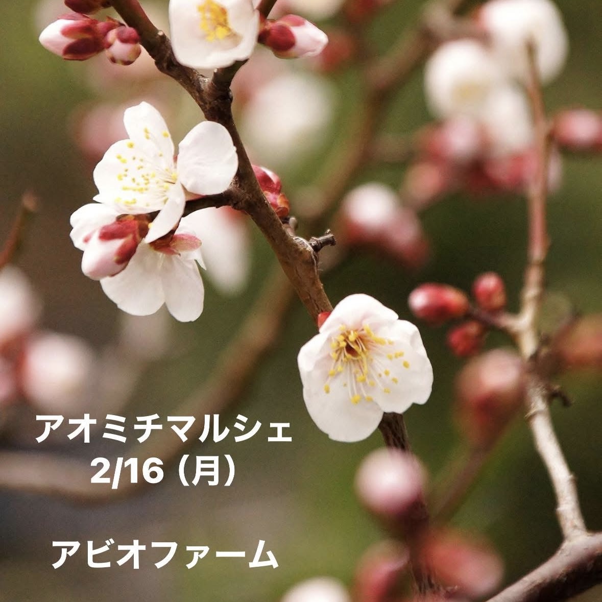 2/16 アオミチマルシェ in 相模原