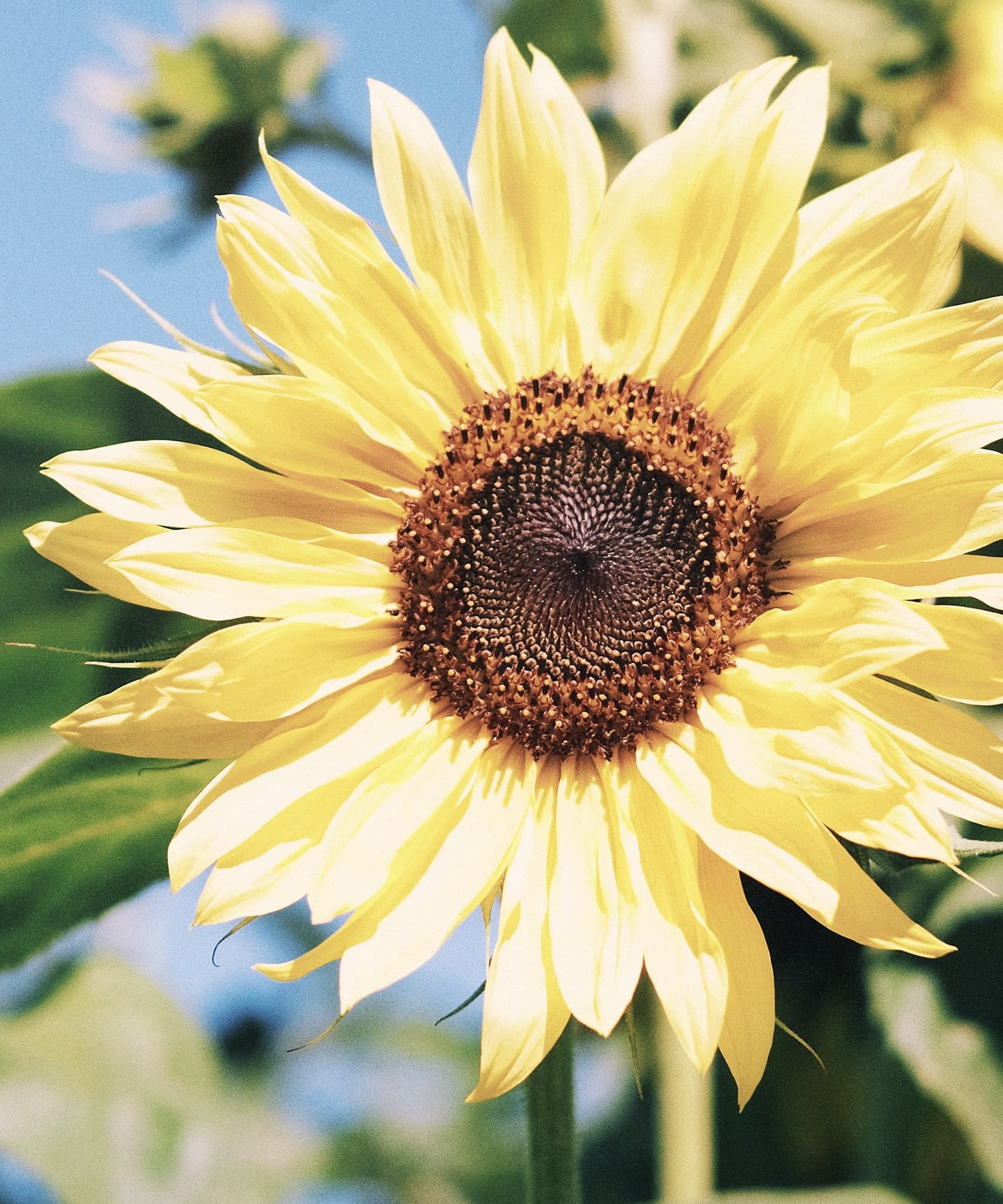 【終了】🌻明日10時まで🔹ALL 30%引きクーポン配布🌻