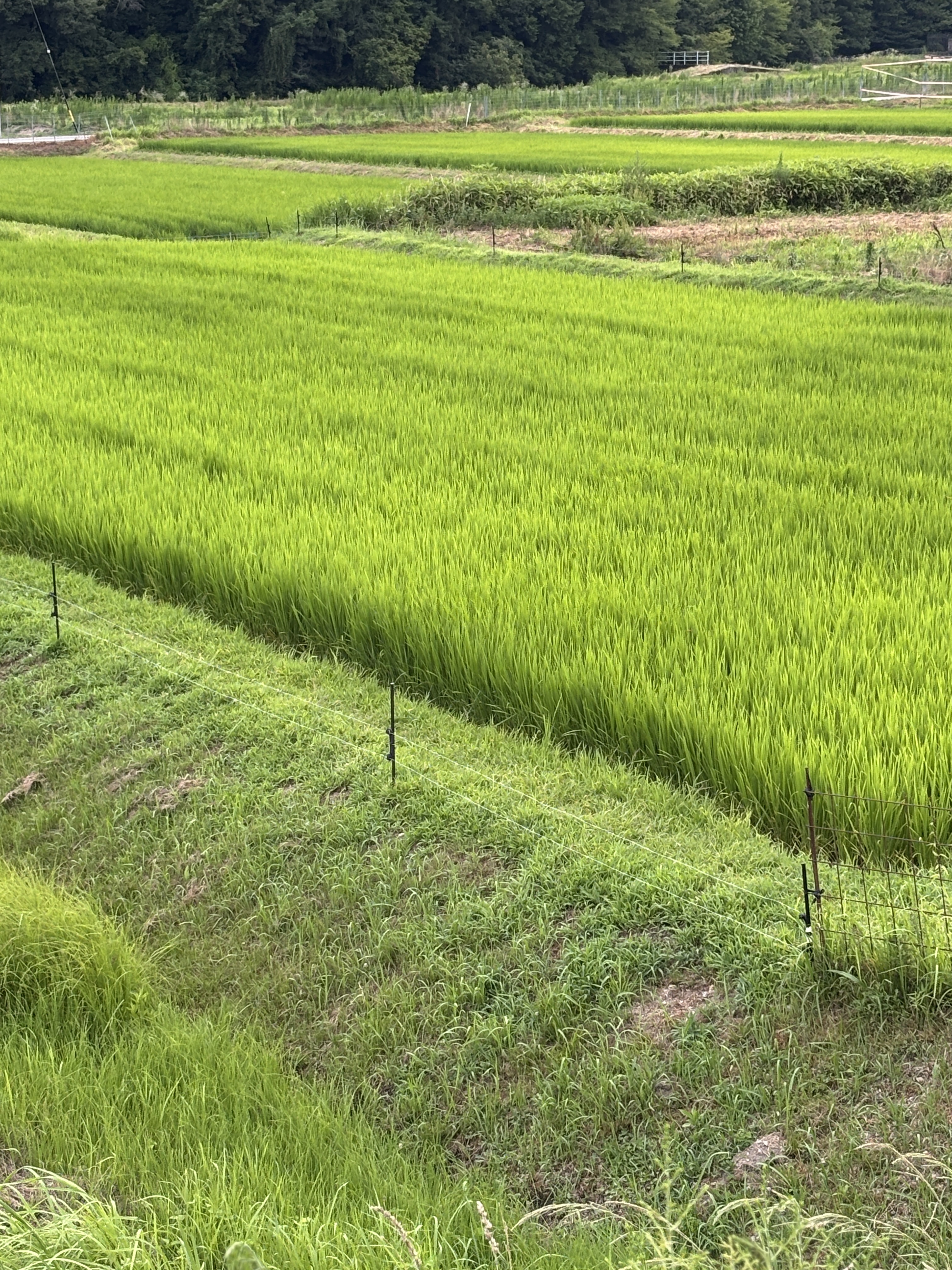 ７月１１日の様子　稲の成長と共に雑草の成長も・・・