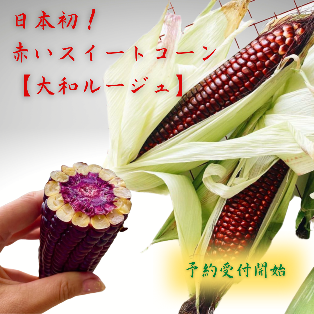 日本初！赤いスイートコーン