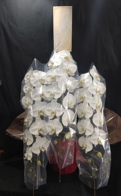 様々な胡蝶蘭🌼