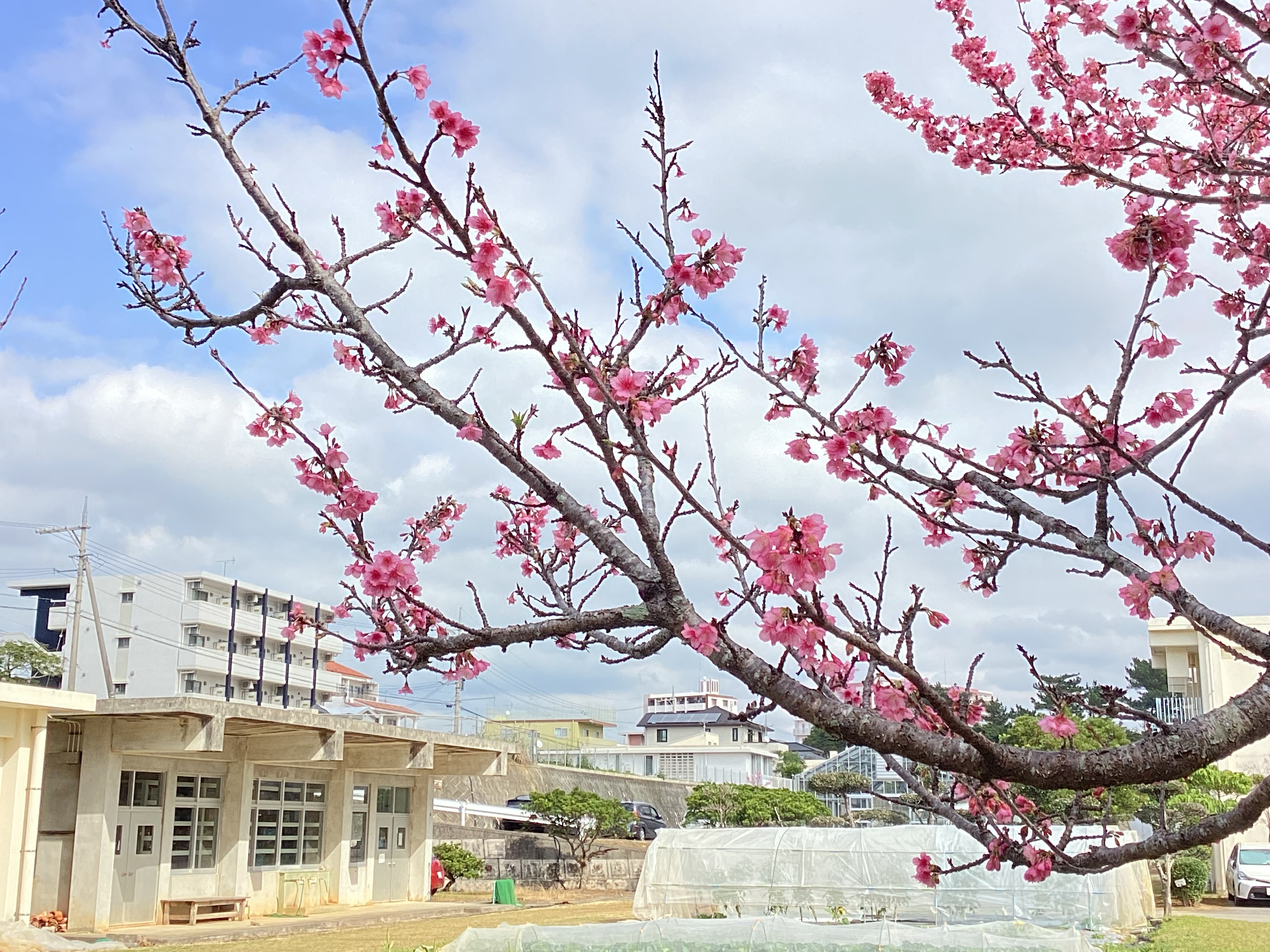 桜の花が綺麗でした