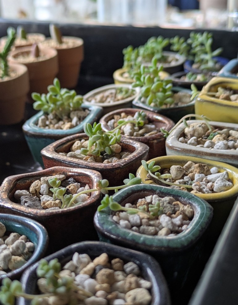 ✨☔ 雨の日を彩る、癒しのミニ多肉植物 🌿✨