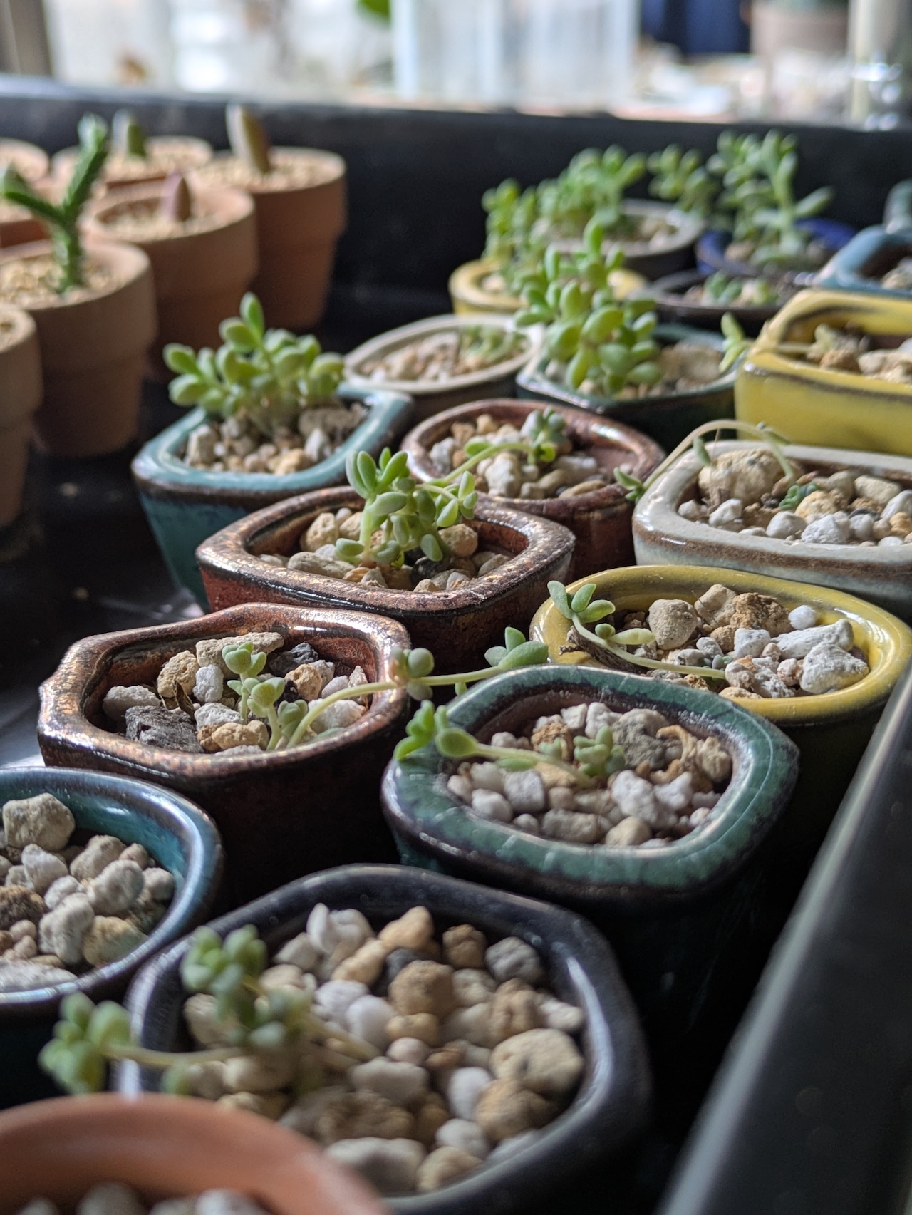 🌱 🦊スペースがなくても大丈夫!小さな多肉植物ライフ🦊🌱