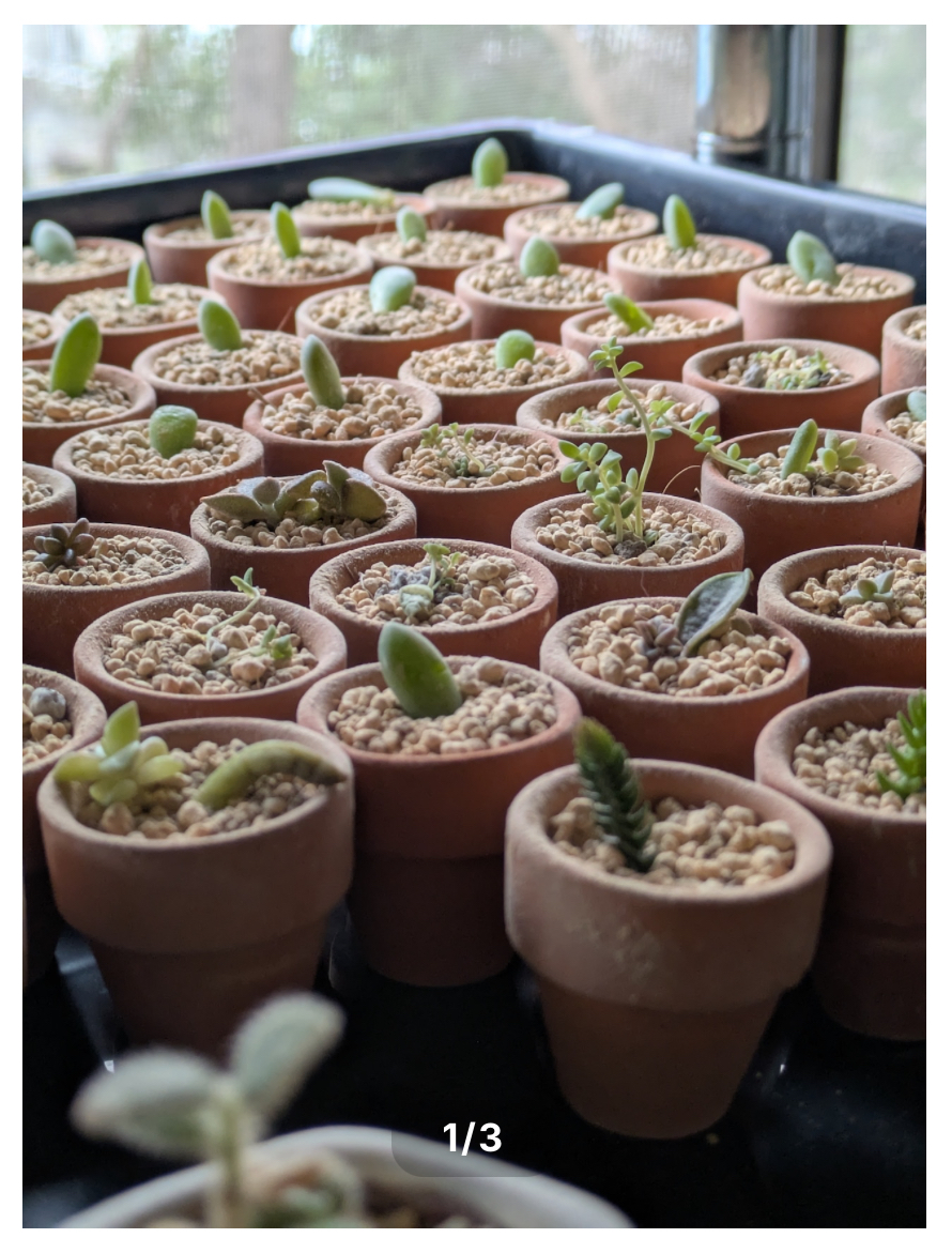 🦊🌿小さな癒しをお届けします🌿🦊