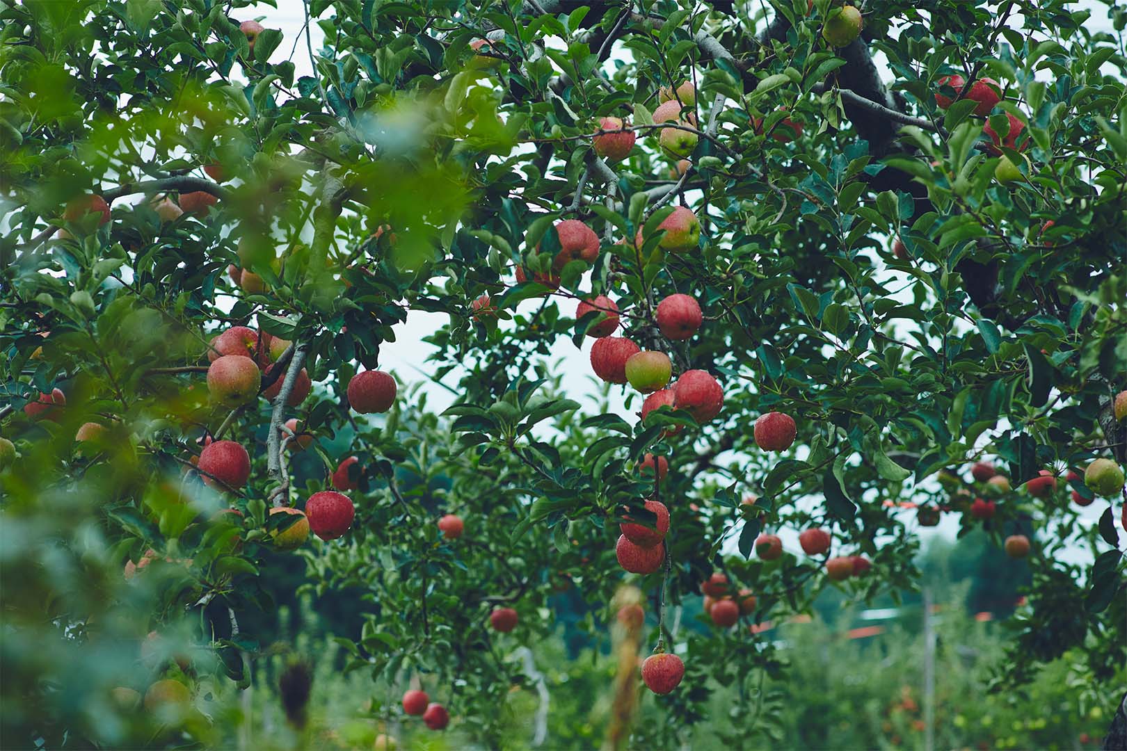 取り扱いブランド - Adam(アダム) -