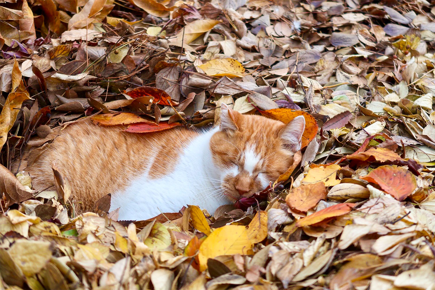 出荷業務お休みのお知らせ