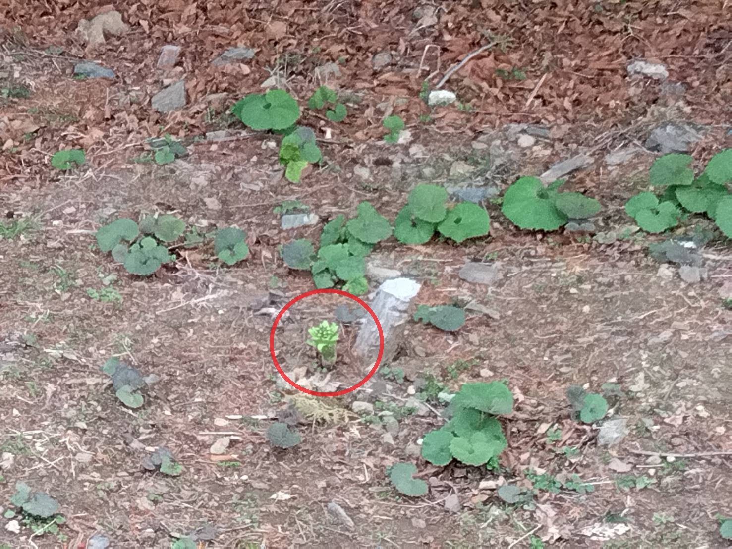 【ふきのとう】編。 茨城県日立市の自然。