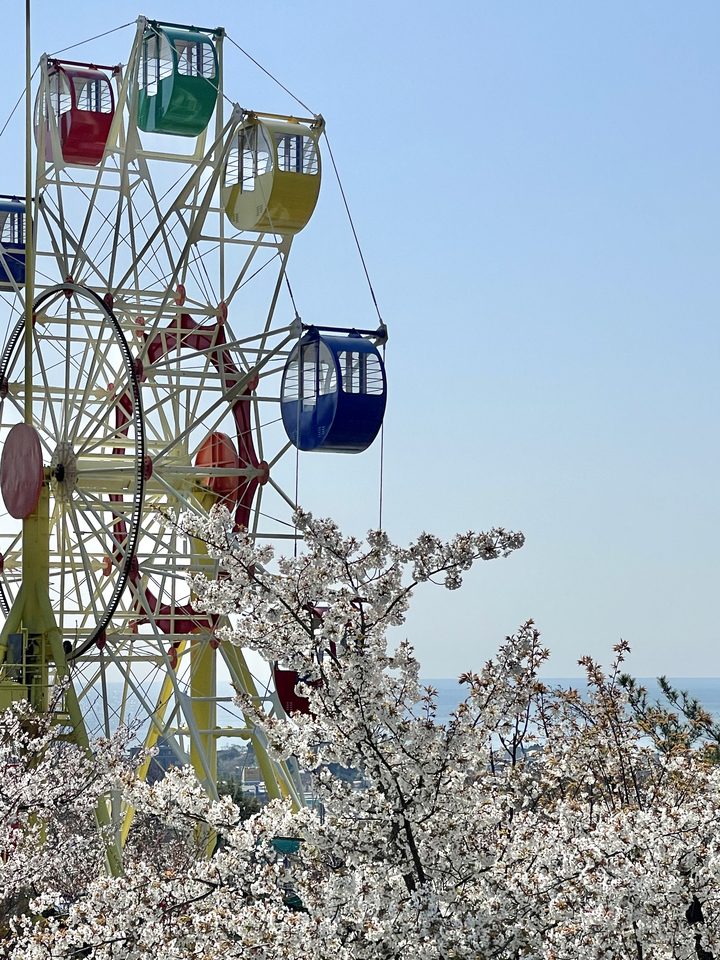 【かみね公園のさくら】編。 茨城県日立市の見どころのひとつ。