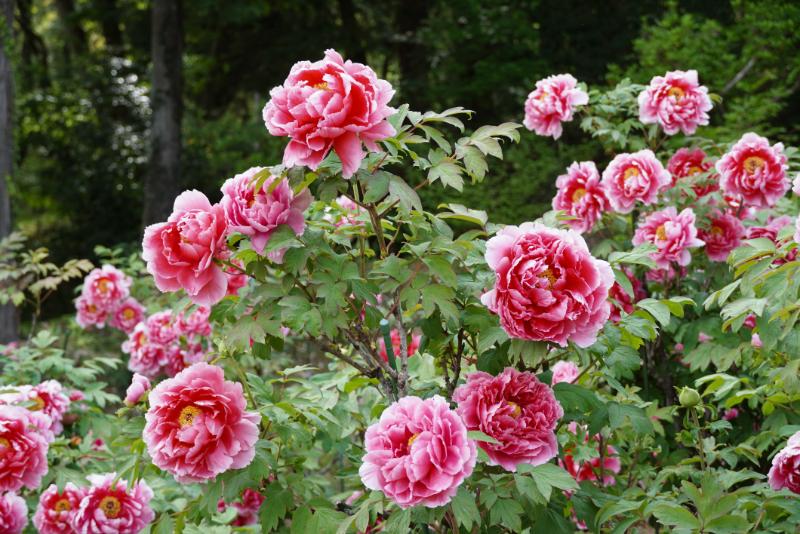 バラ　<お花>
