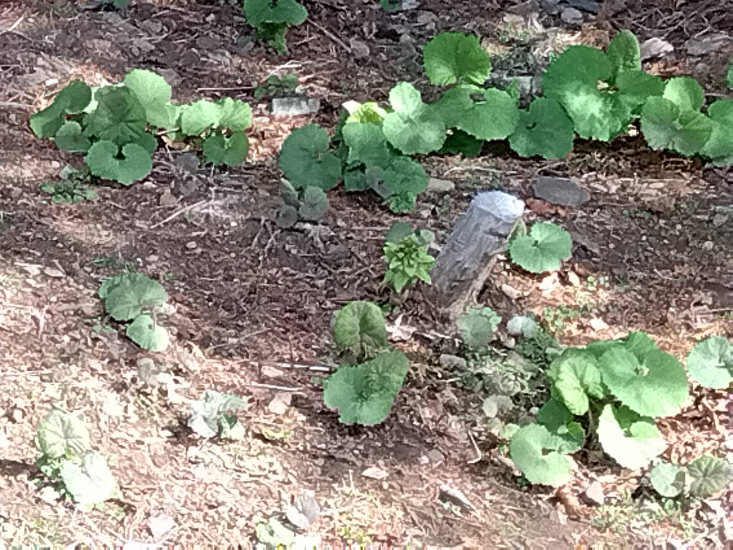 【ふきのとう(蕗の薹)VOL2】編。 茨城県日立市の身近な自然のひとつ。