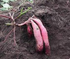 【茨城県】【さつまいも】情報編