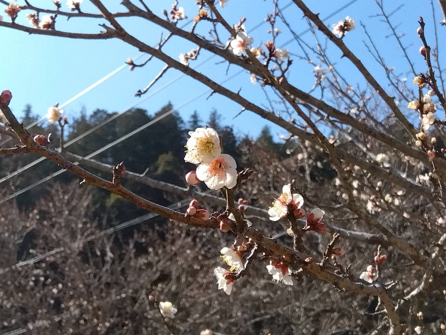 【諏訪梅林(すわばいりん)】編。 茨城県日立市の公園のひとつです。