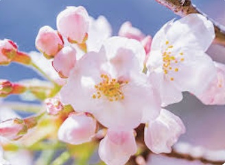 【治聾酒】(じろうしゅ)とは。