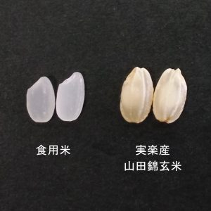 酒米の王様「山田錦」生誕90周年!