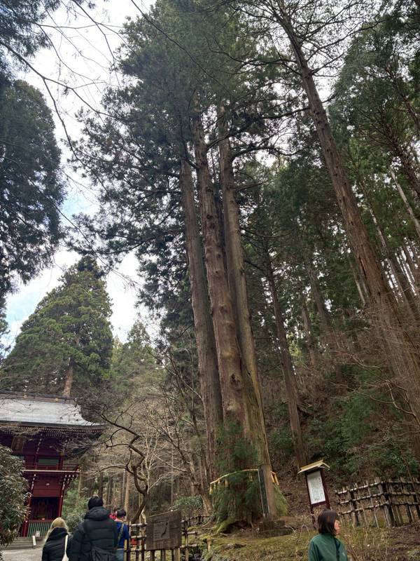 【樹齢600年、御岩神社の「三本杉」】編 茨城県の指定天然記念物のひとつ。