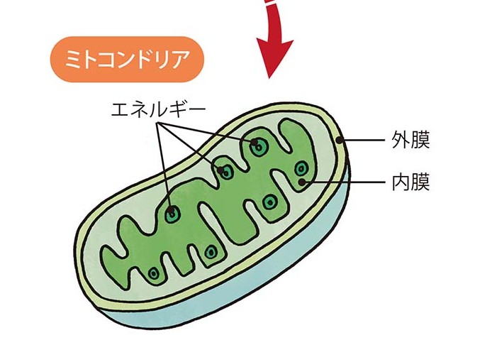 琉球薬草とミトコンドリア