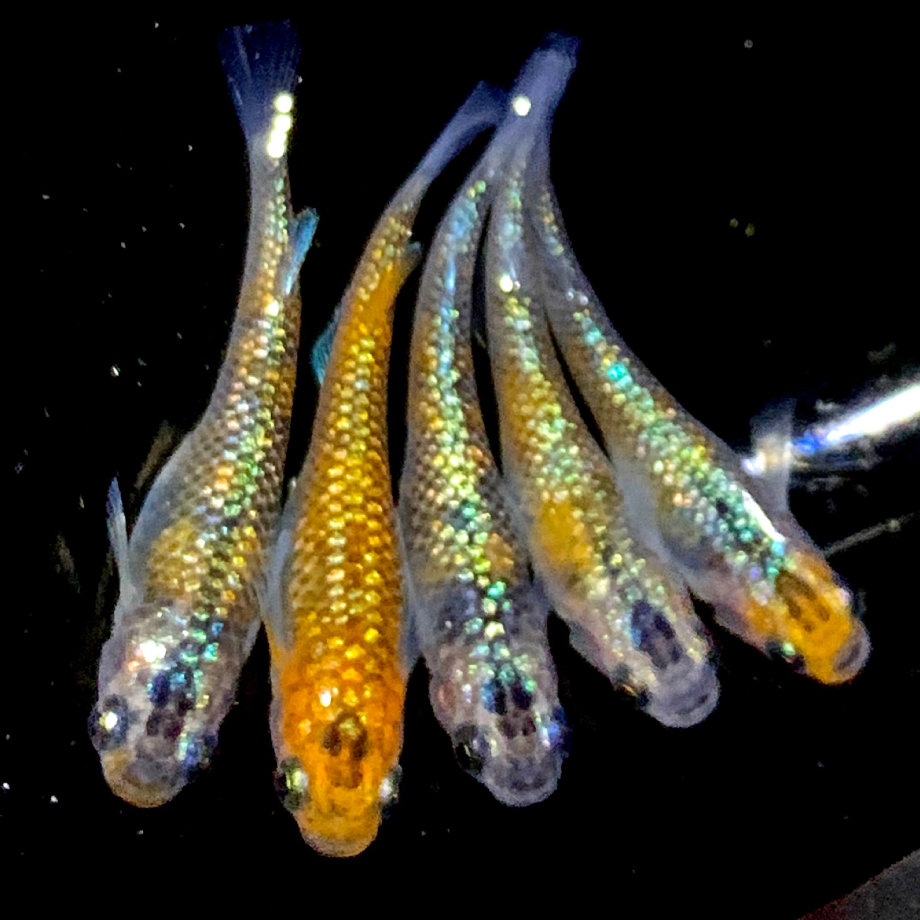 大ちゃんめだかBASE開設記念SALE!!