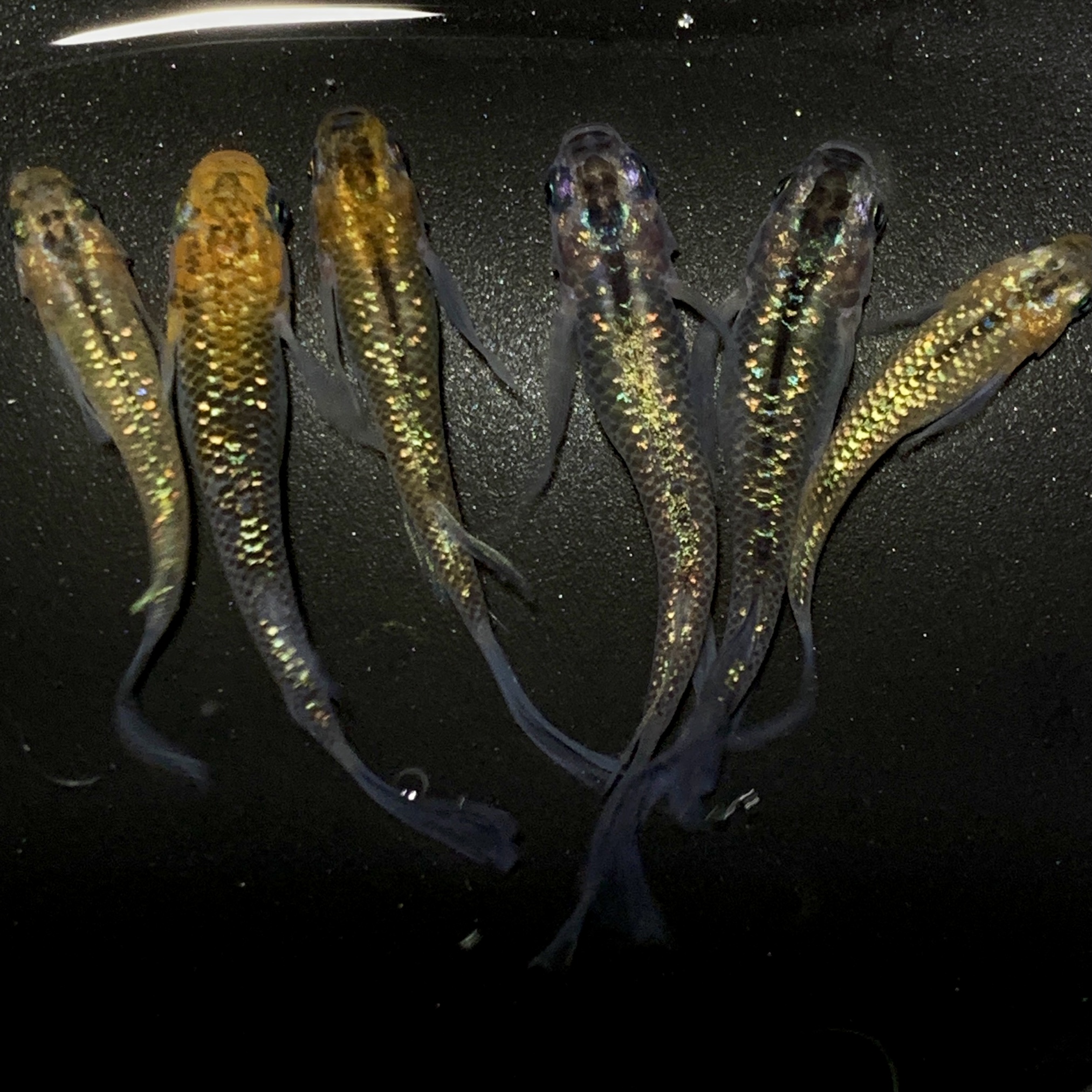 BASEフォロワー30人記念!!忘却の翼出品!