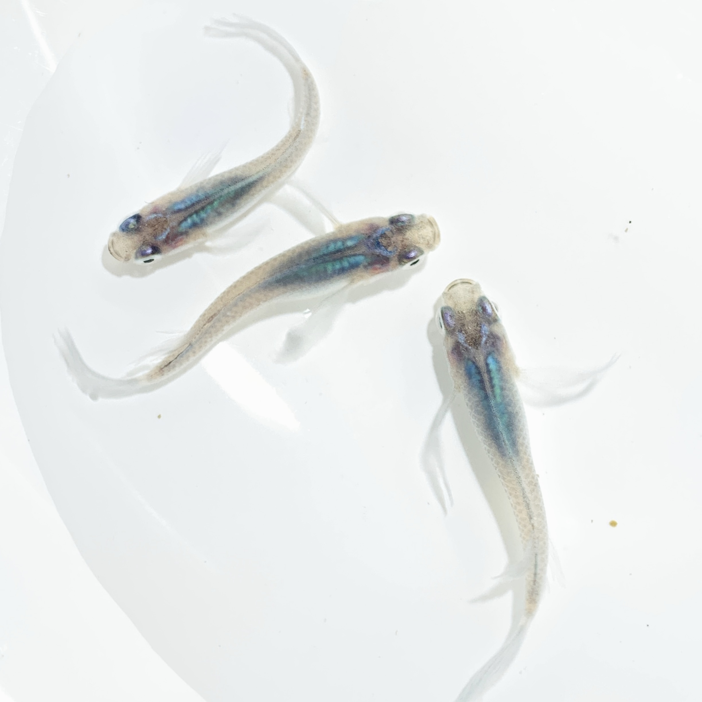 めだかの里様オリジナル商品‼️深海松井鰭長【琉海】