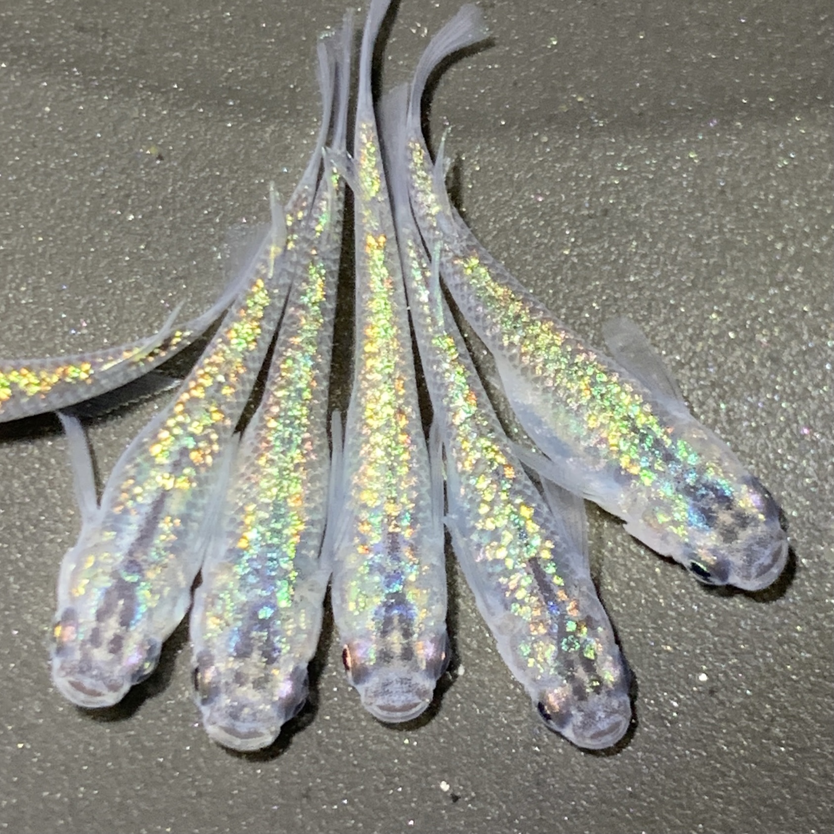 BASEフォロワー20人記念!!サファイヤ出品!