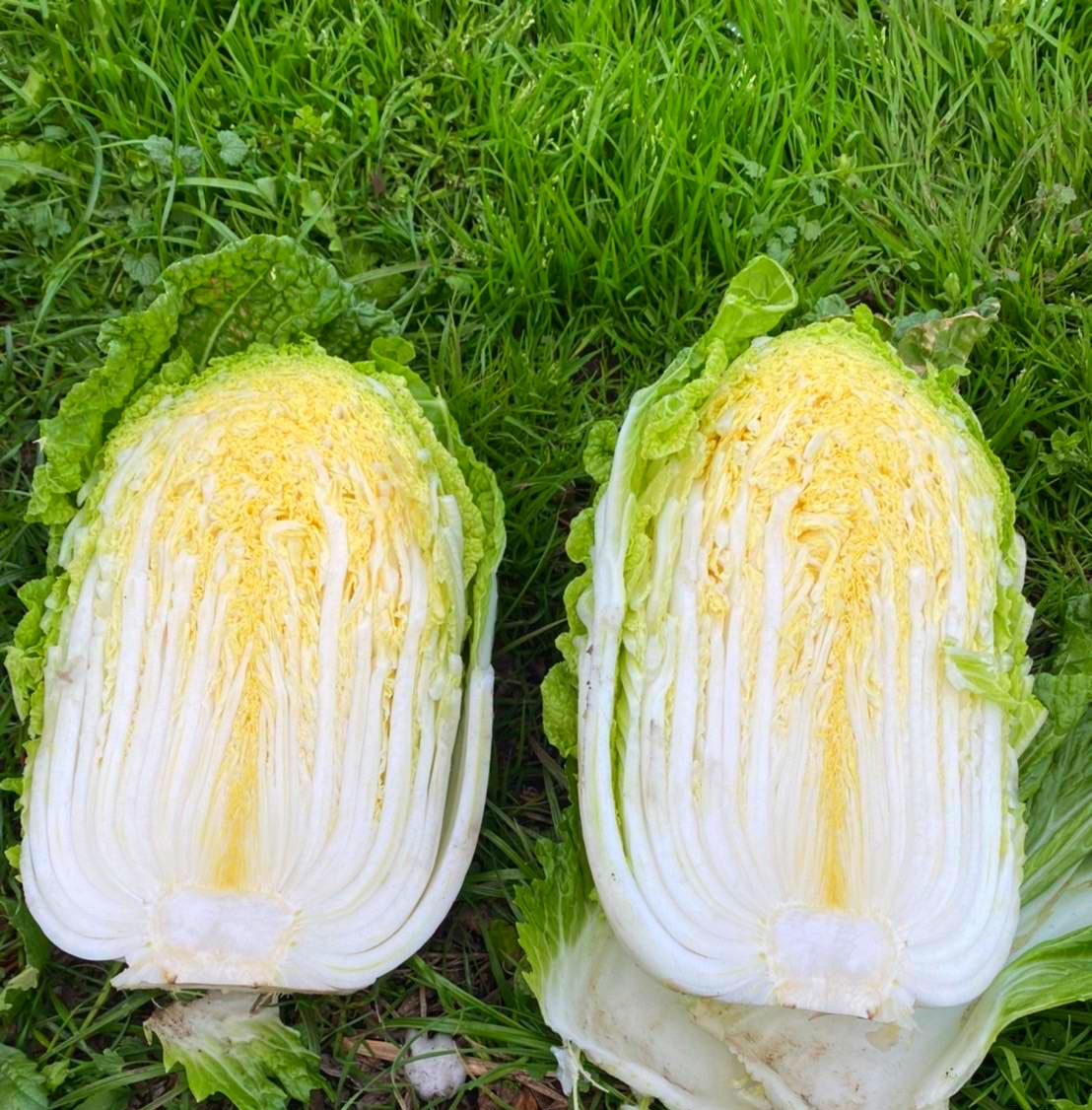 育ち盛り。