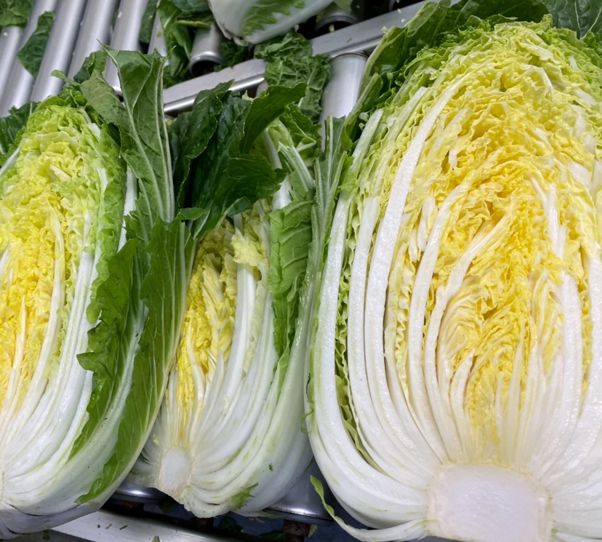 白菜入荷。