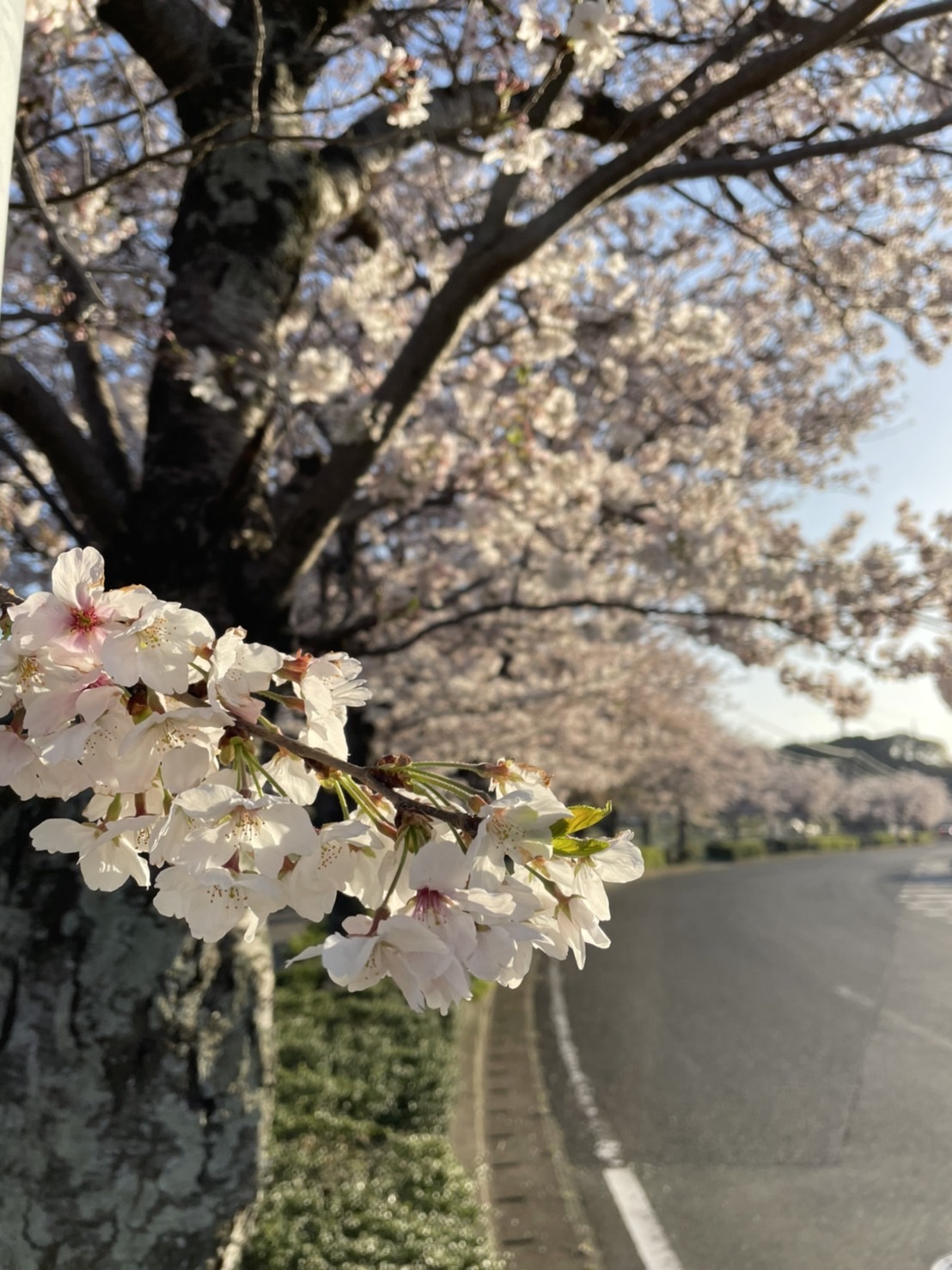 桜の思い出。