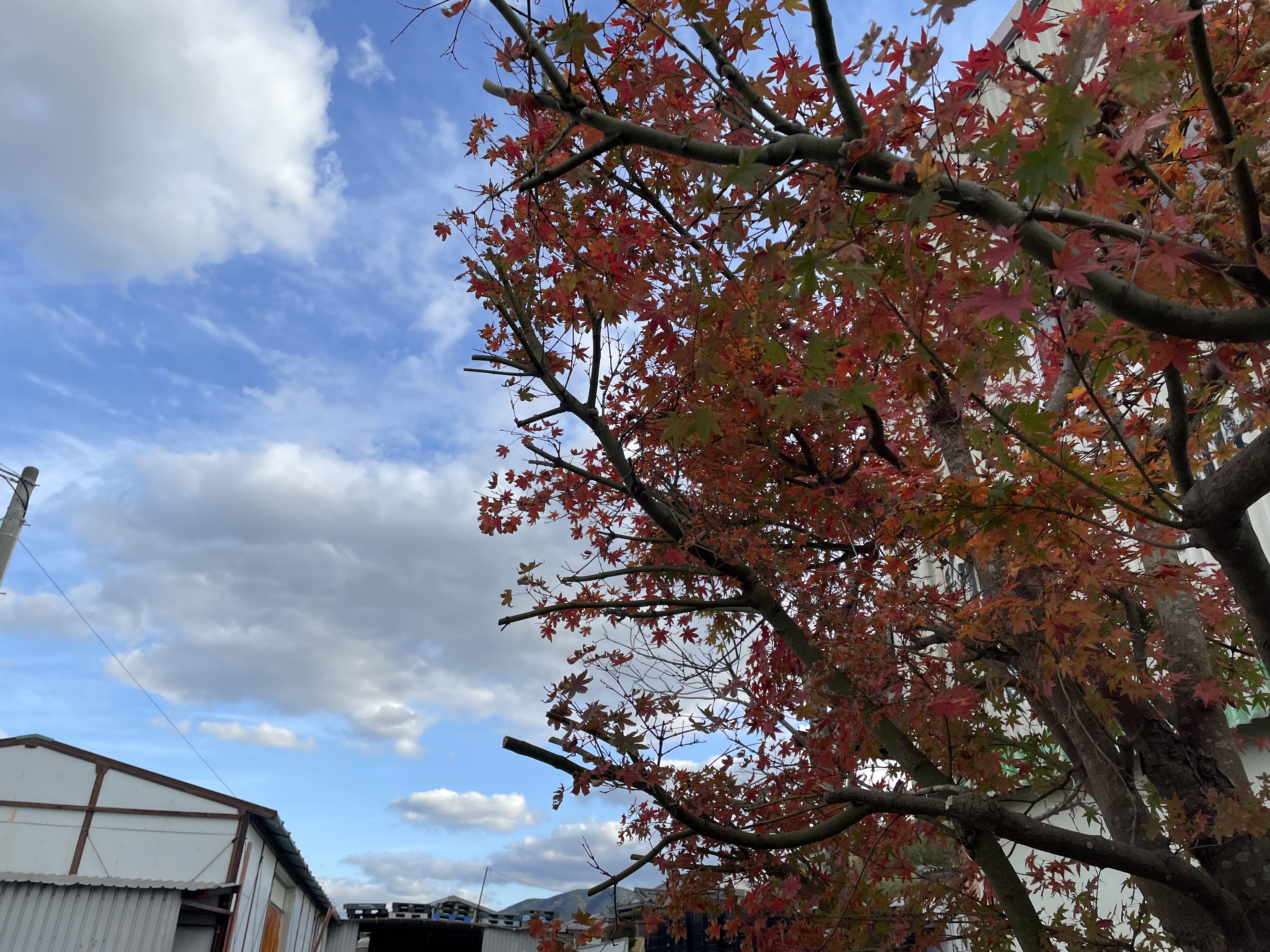 師走です。
