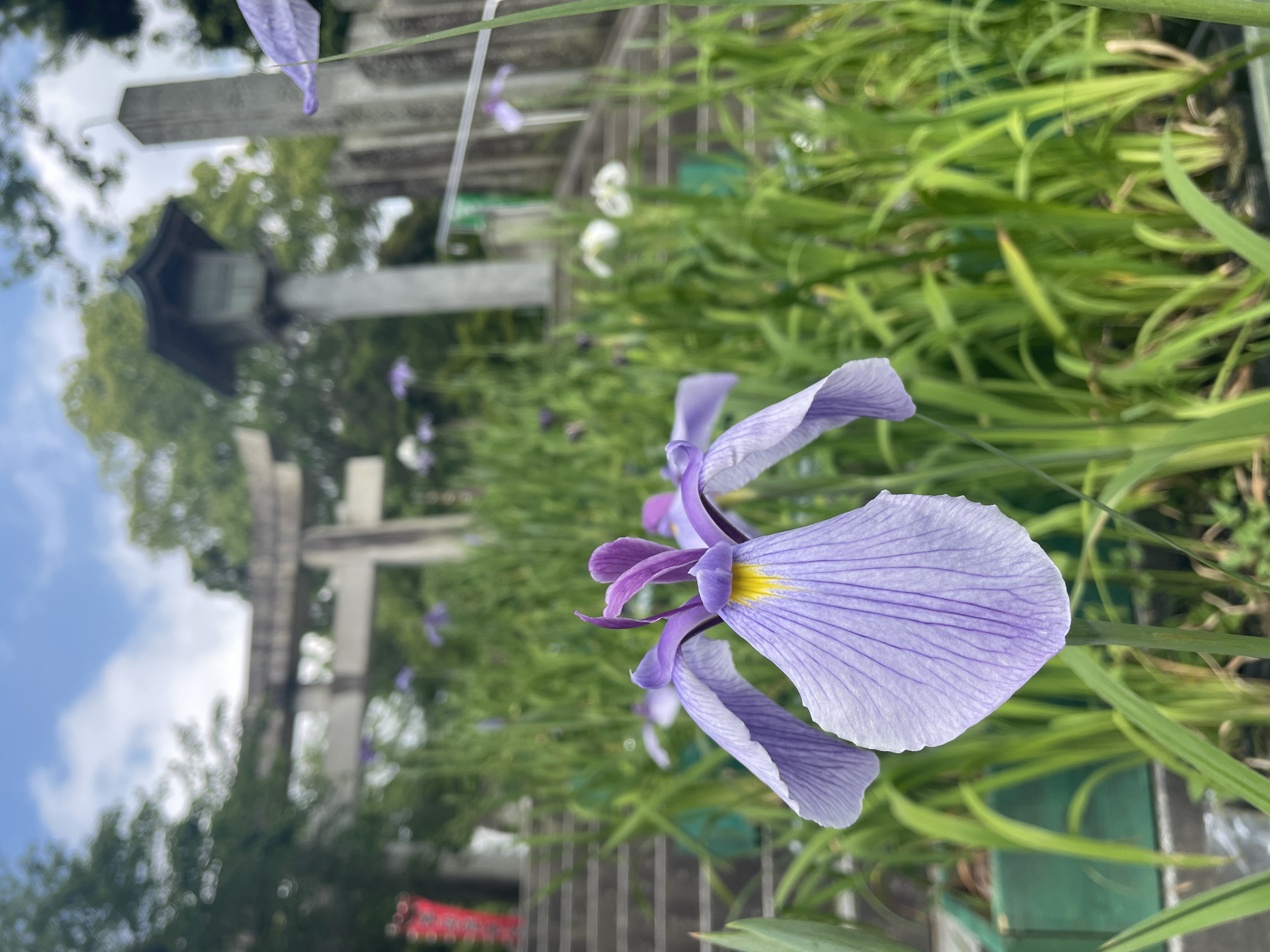 宮地嶽神社におひとり様。
