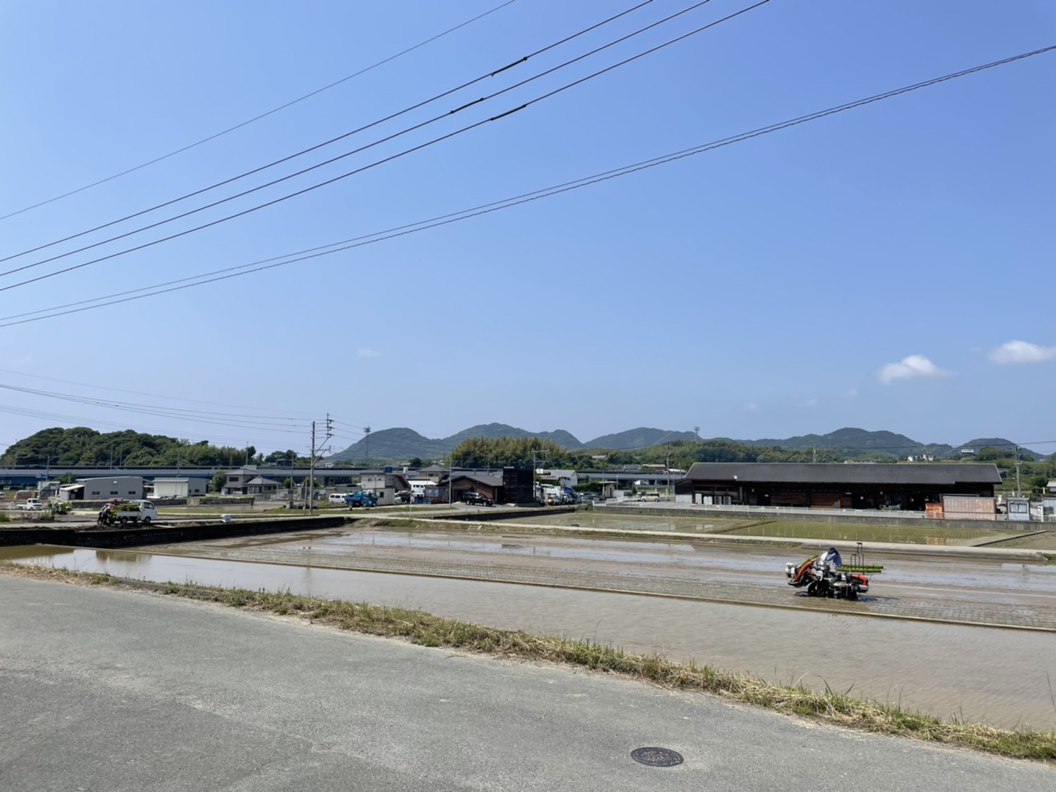 田植え。