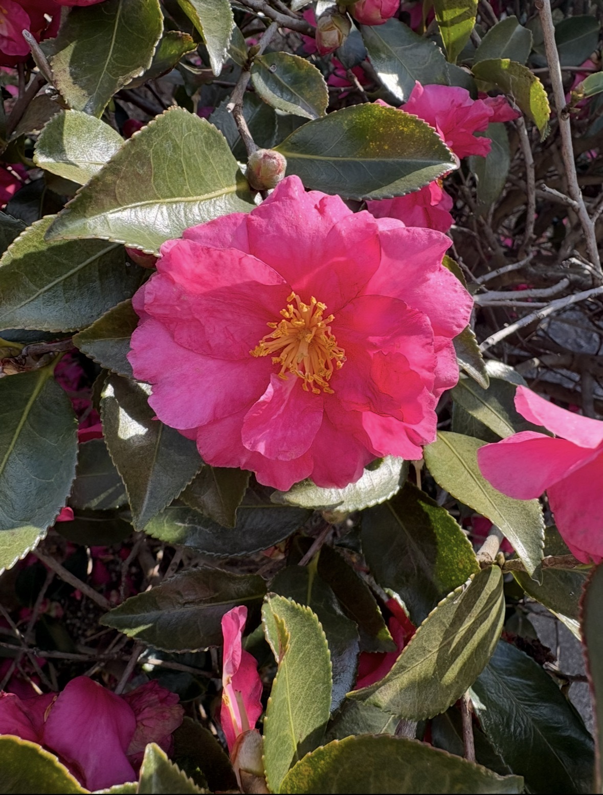 寒波到来と半袖短パン。