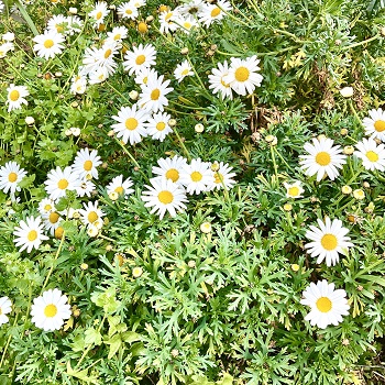2022年4月6日、五か条のご誓文発布日、西で春のお花を楽しむ。