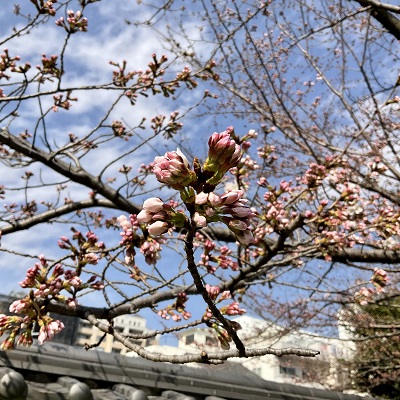 2022年3月22日、国際水の日。二十四節気の春分、春の訪れは？
