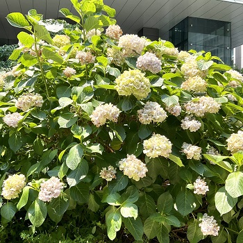 2022年7月6日、朝顔市がはじまります。今日は蒸し暑くなりそうです。ご自愛くださいね。