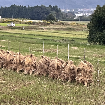 【霜降・次候】霎時施（こさめときどきふる）　宮城県南部で「ねじりほんにょ」にであいました。