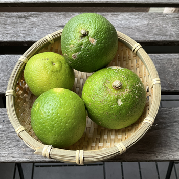 【秋分・次候】蟄虫戸 を坏す(すごもりのむしとをとざす)　と、大分から届いた「カボス」のお話。