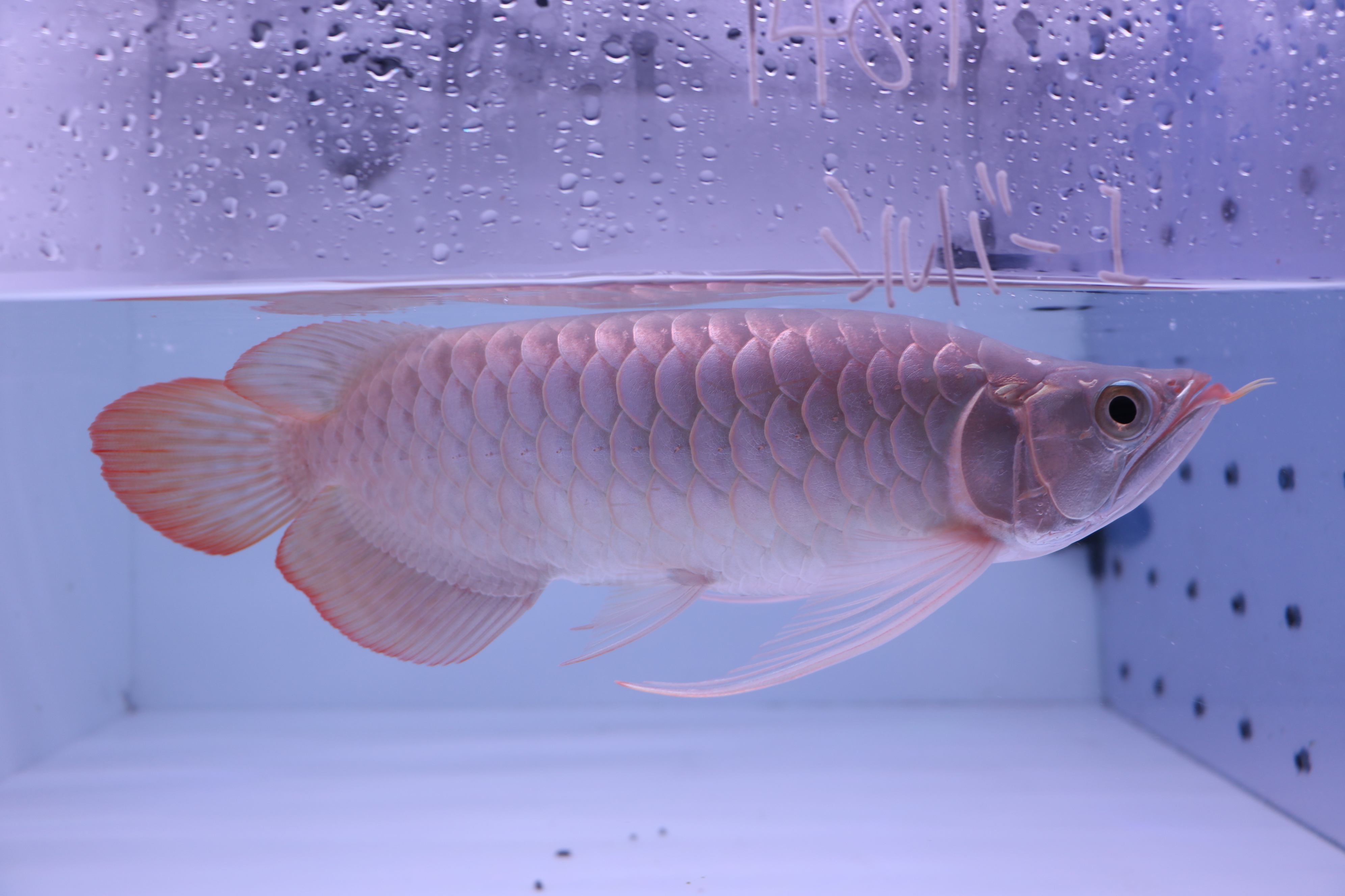 購入続々！お問合せ者様からご案内中！