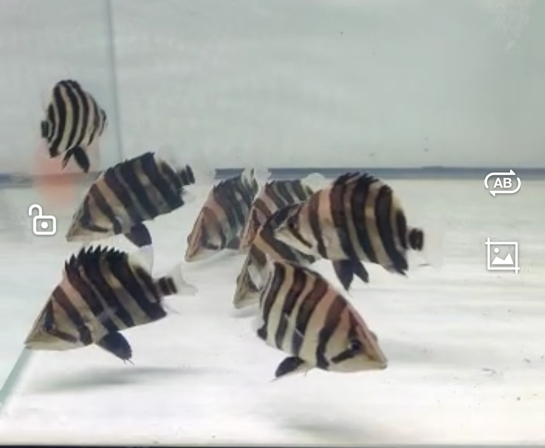 10月新魚ほんの少し入荷！価格も一部更新しました！