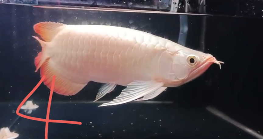 3月輸入確定！一時的に在庫セール！