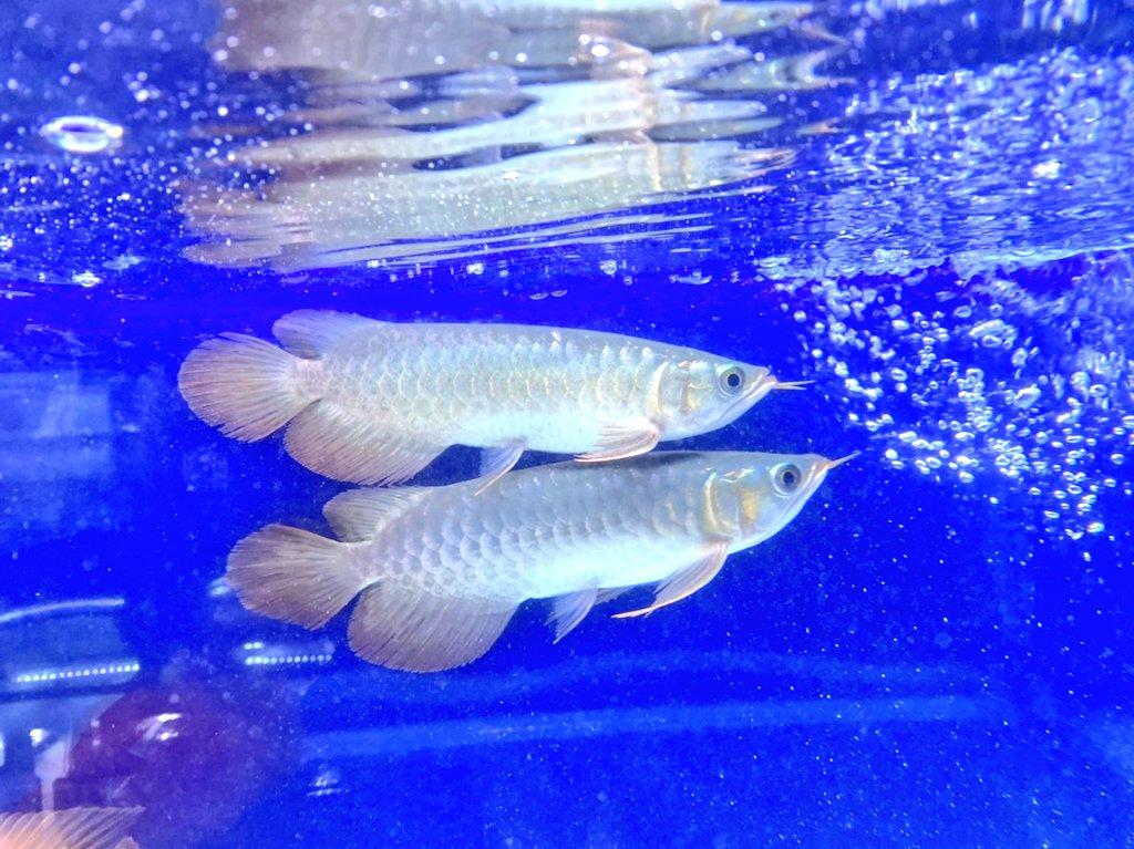Blog アロワナ等の大型魚 熱帯魚のオンライン販売店 Aroholic アロホリック
