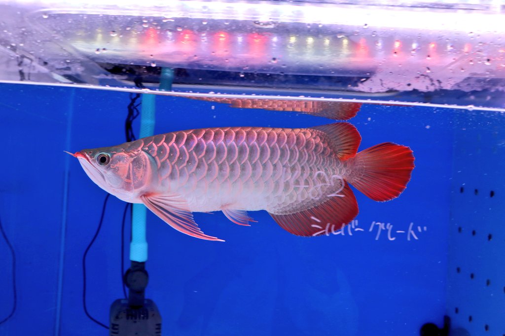 輸入前割引中🈹紅龍の魅力、どんどん開花！今が最高のお迎えタイミング！