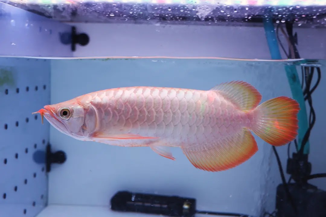今だけ?！本当に看板魚クラスが勢ぞろい中！