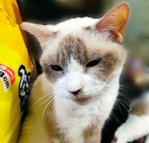 公益財団法人どうぶつ基金様よりバナー使用の許可がおりました