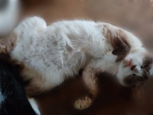 テンプレート無料化手続きが完了しました