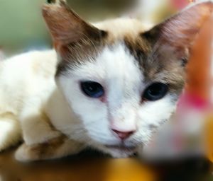 Lineビジネスアカウント申請