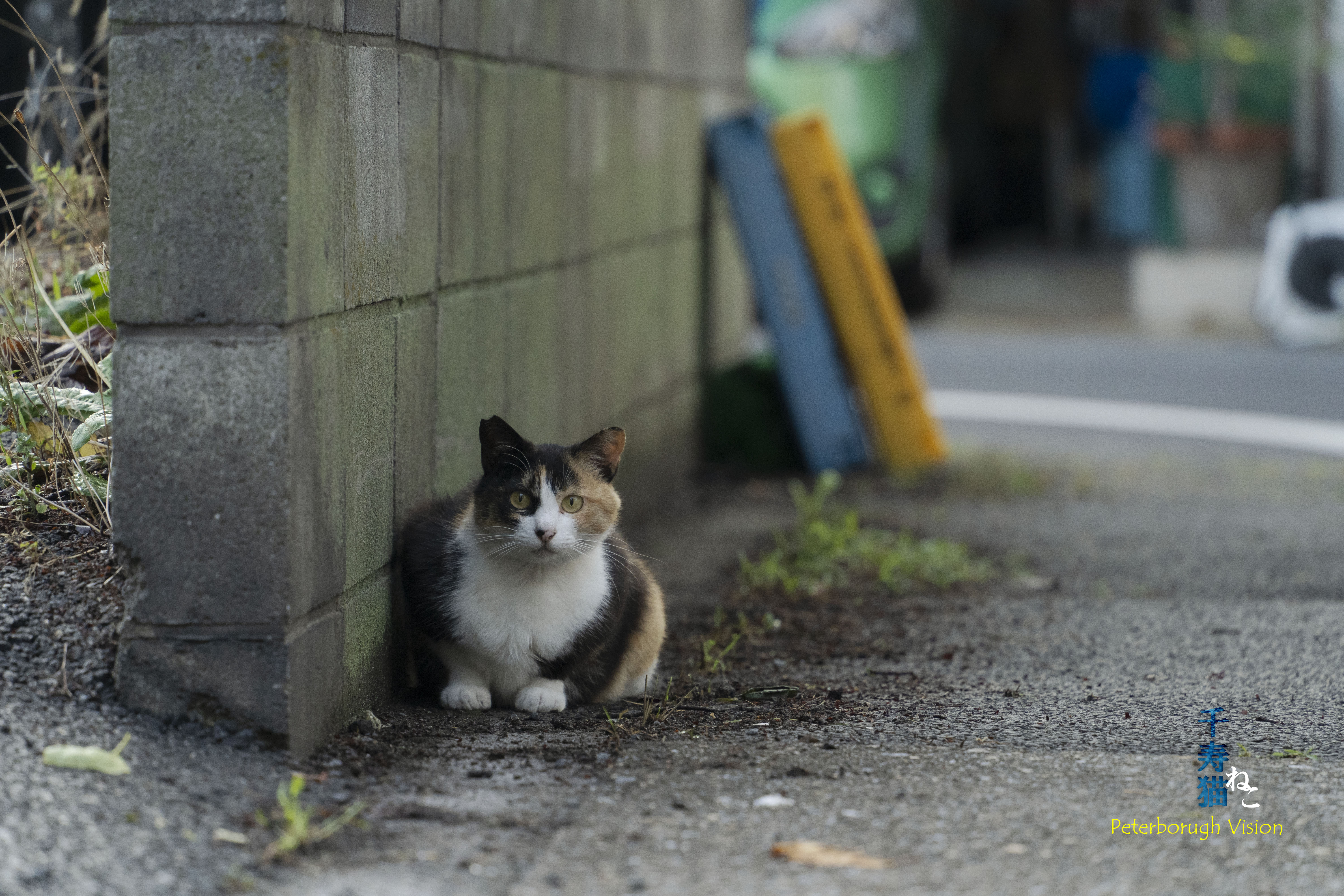 猫たちにクリスマス還元