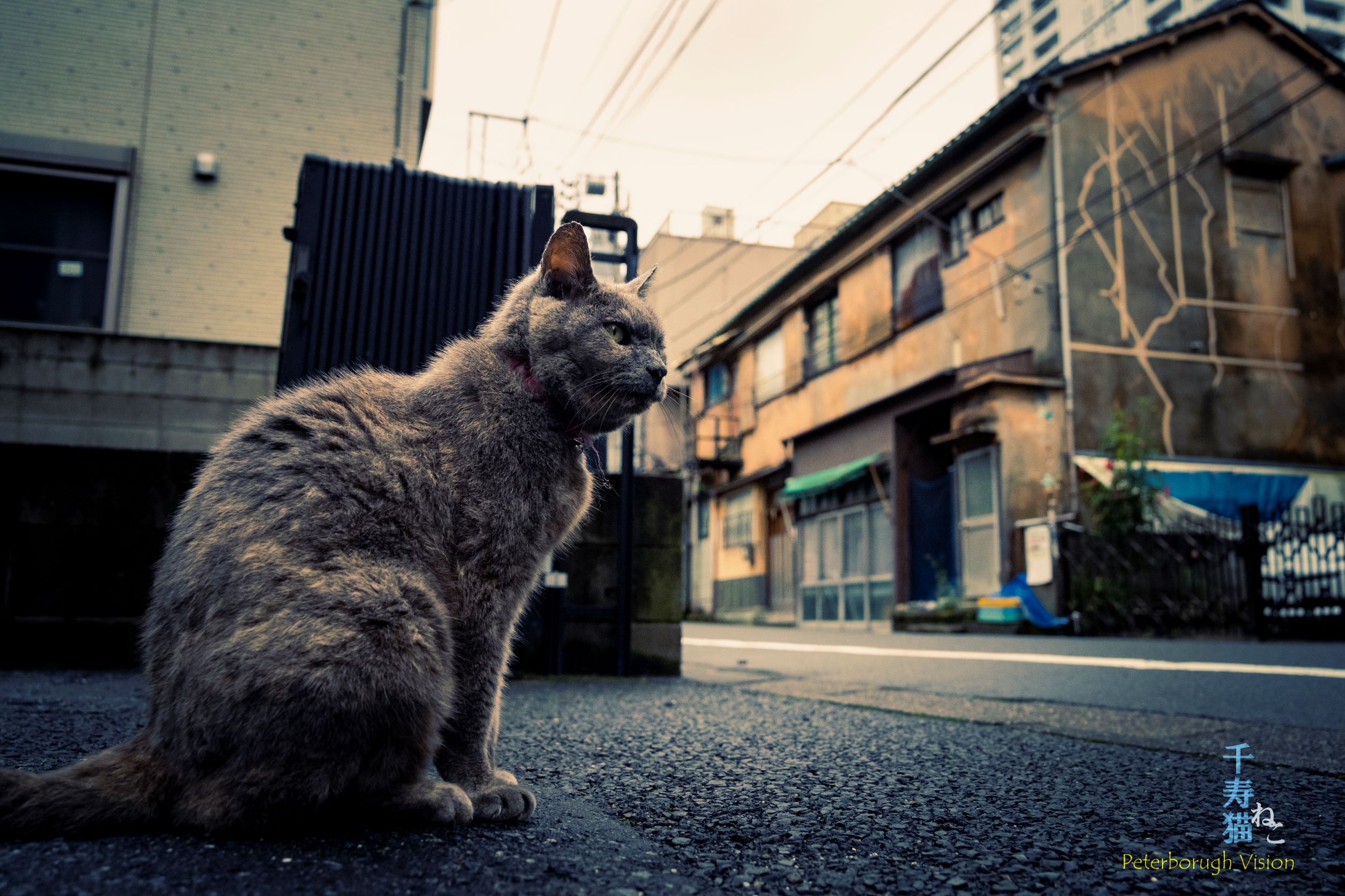 人を撮るように猫を撮る