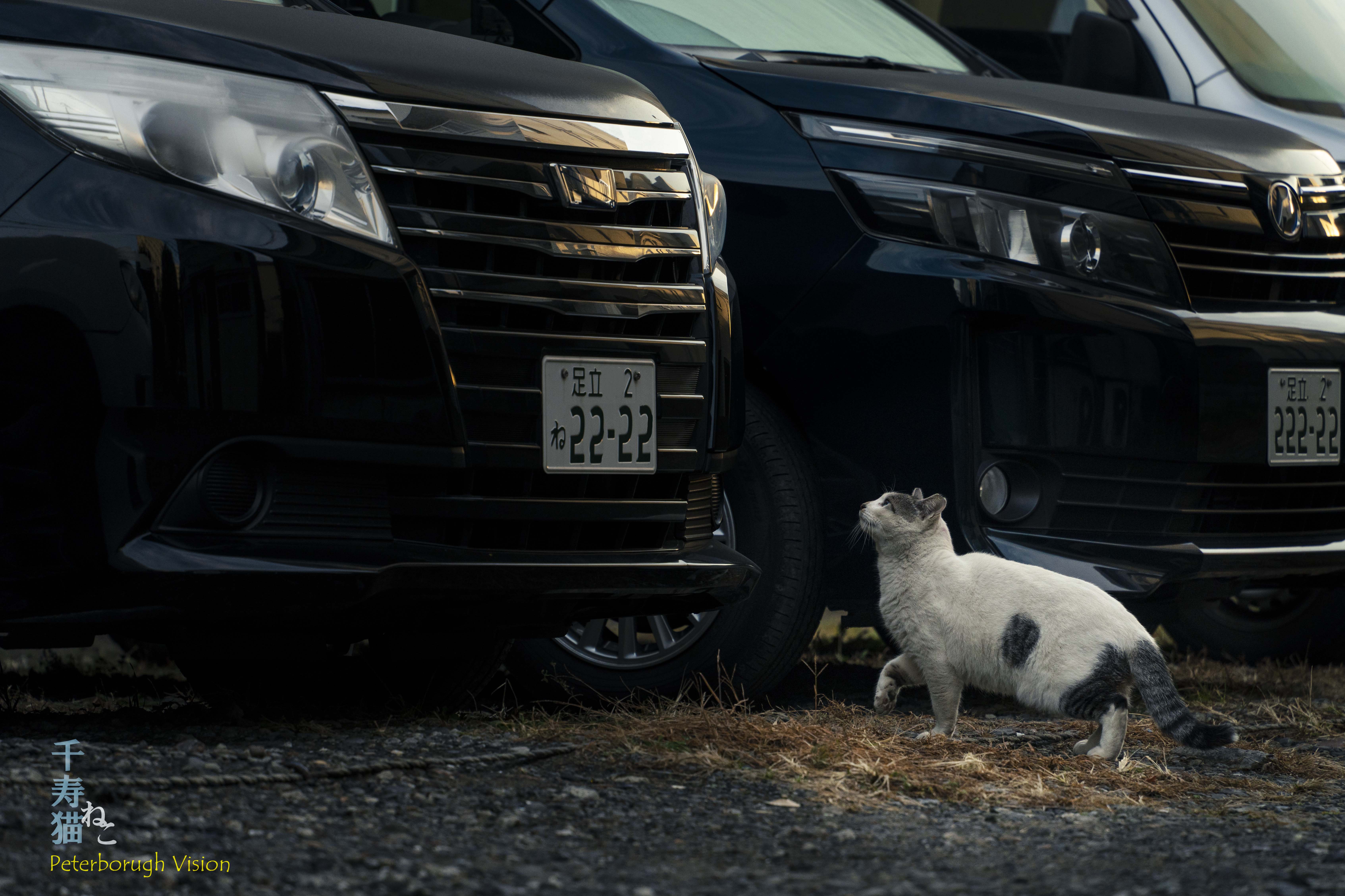 猫だけど
